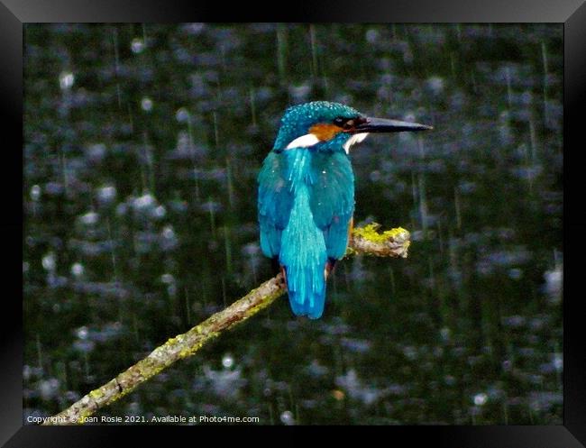 Kingfisher in the rain Framed Print by Joan Rosie