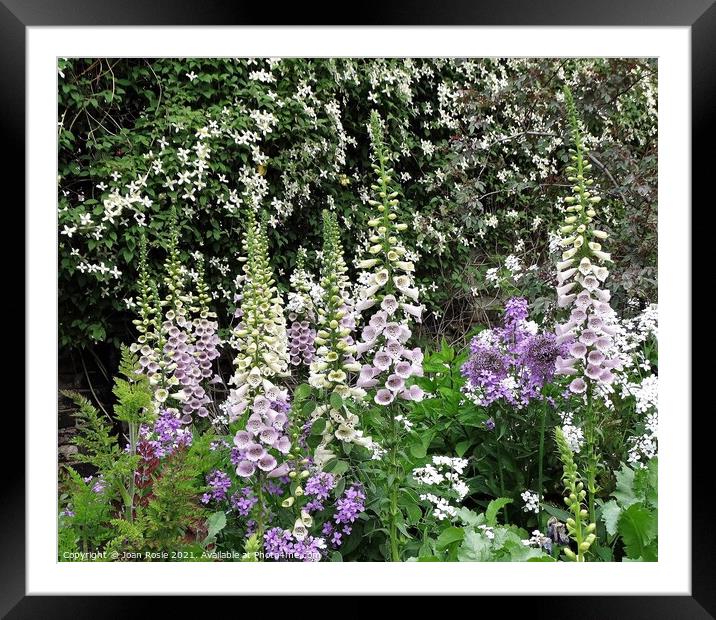 Foxgloves and other flowers in front of a wall of white Montana clematis Framed Mounted Print by Joan Rosie