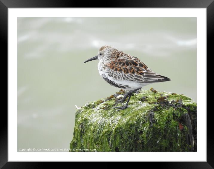 Dunlin standing on top of seaweed-covered post Framed Mounted Print by Joan Rosie