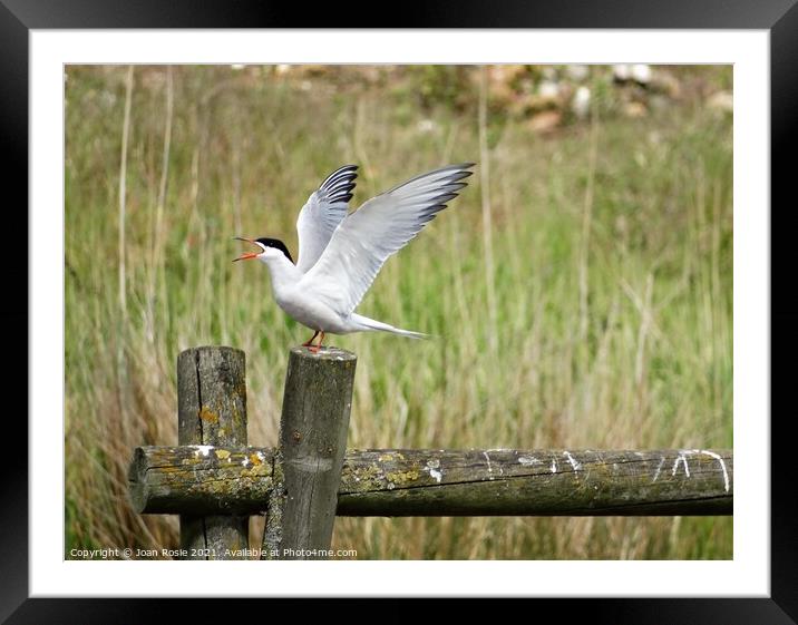 Common Tern with open beak and wings raised in the air Framed Mounted Print by Joan Rosie