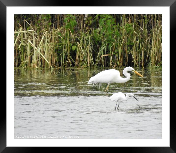Synchronised Little and Great White Egrets Framed Mounted Print by Joan Rosie