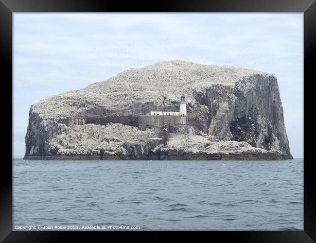 Bass Rock with lighthouse, covered with Northern Gannets Framed Print by Joan Rosie