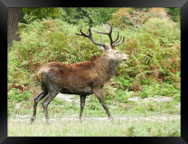 Red Deer Stag with large antlers, walking in front of ferns Framed Print by Joan Rosie