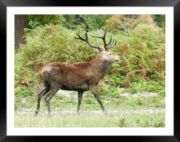 Red Deer Stag with large antlers, walking in front of ferns Framed Mounted Print by Joan Rosie