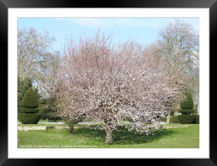 Pink blossom on a cherry tree Framed Mounted Print by Joan Rosie