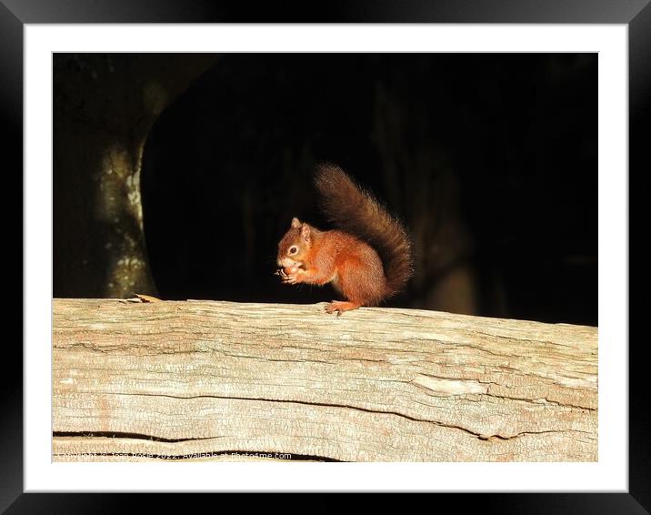Red Squirrel on top of large log Framed Mounted Print by Joan Rosie