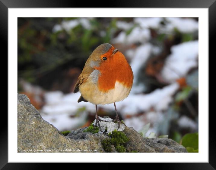Robin standing on patch of ice on top of a rock Framed Mounted Print by Joan Rosie