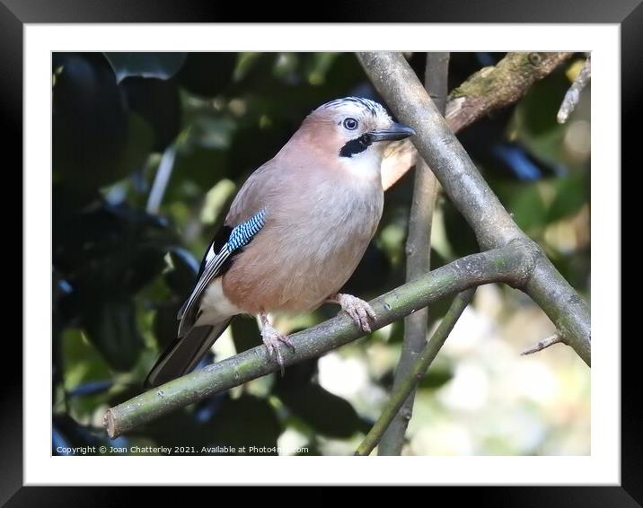 Jay perching on a diagonal branch Framed Mounted Print by Joan Rosie