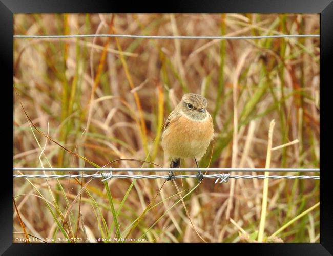 Female Stonechat perching on a wire Framed Print by Joan Rosie