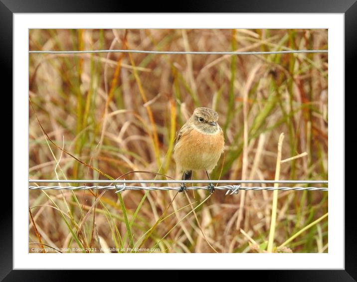 Female Stonechat perching on a wire Framed Mounted Print by Joan Rosie