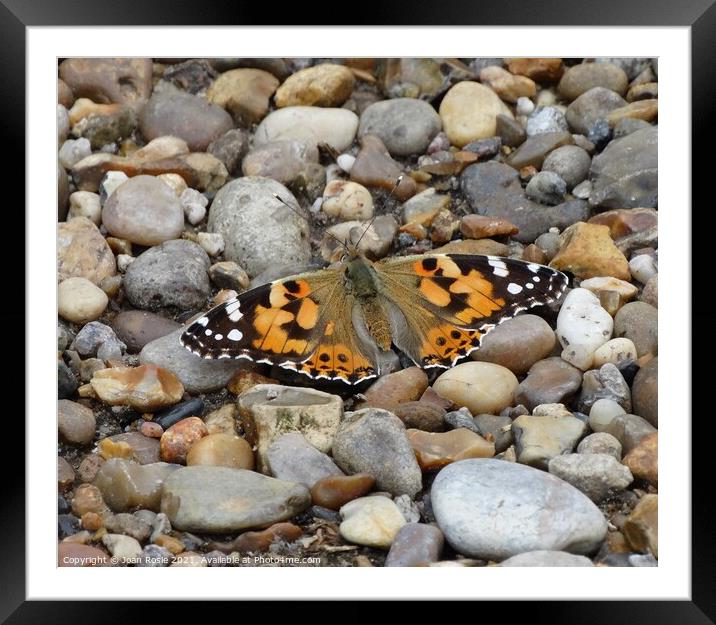 Painted Lady butterfly with spread wings Framed Mounted Print by Joan Rosie