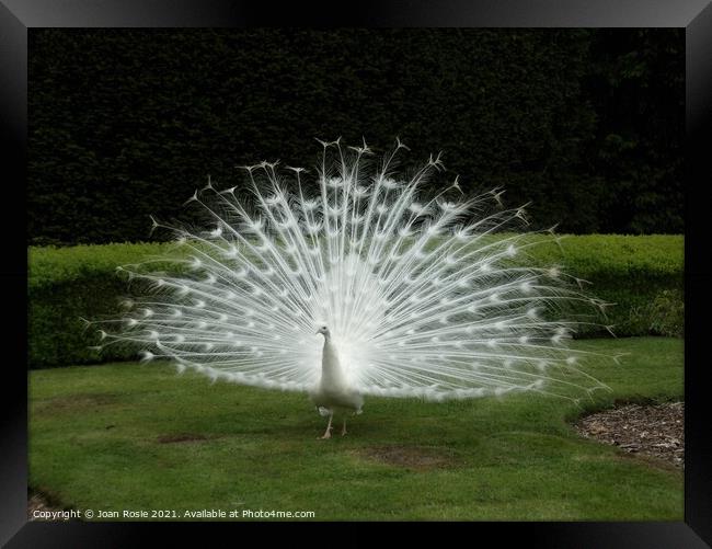 White peacock displaying his magnificent tail feathers Framed Print by Joan Rosie