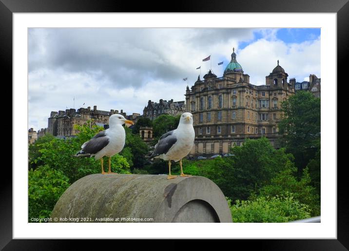 Capital bird bank Framed Mounted Print by Rob King