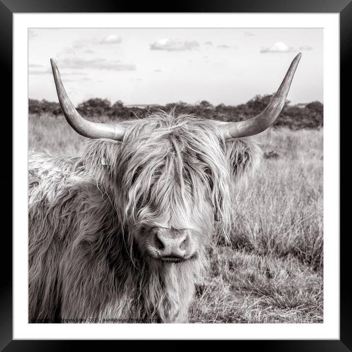 Highland Cow standing in a grassy field Framed Mounted Print by Angela Lilley