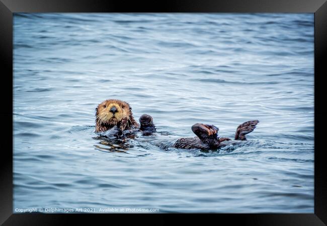 Sea otter in Tofino, cute sea otter portrait Framed Print by Delphimages Art