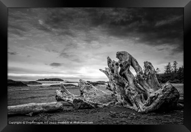 Driftwood on Chesterman beach in Tofino, Canada Framed Print by Delphimages Art