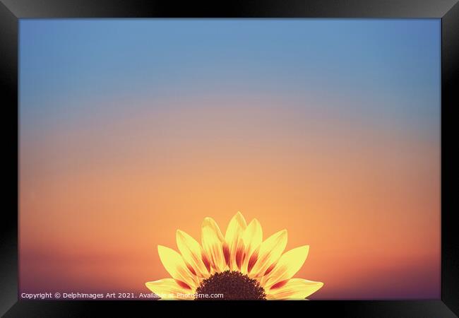 Sunflower surreal minimal sunset Framed Print by Delphimages Art