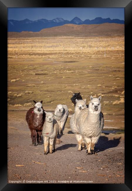 Group of curious alpacas in Bolivia, Andes Framed Print by Delphimages Art