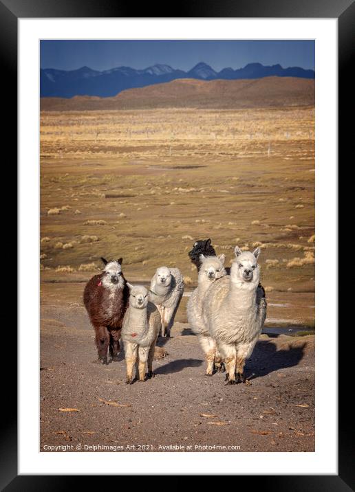 Group of curious alpacas in Bolivia, Andes Framed Mounted Print by Delphimages Art