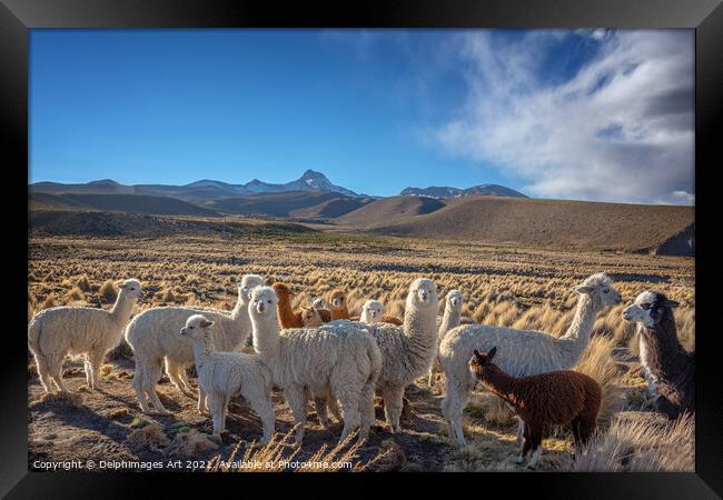 Cute curious alpacas, Bolivia landscape Framed Print by Delphimages Art