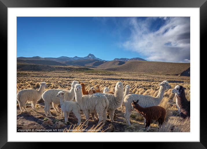 Cute curious alpacas, Bolivia landscape Framed Mounted Print by Delphimages Art