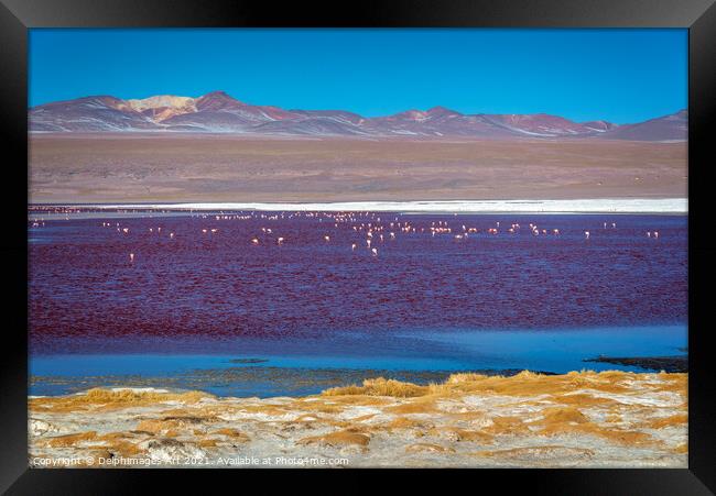Flamingos on Laguna Colorada, Bolivia Framed Print by Delphimages Art