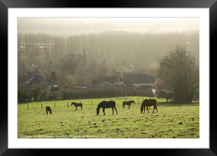 Horses grazing  in a field in winter in Normandy Framed Mounted Print by Delphimages Art
