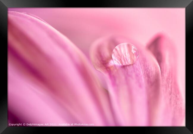 Water drop on a pink daisy, abstract floral art Framed Print by Delphimages Art