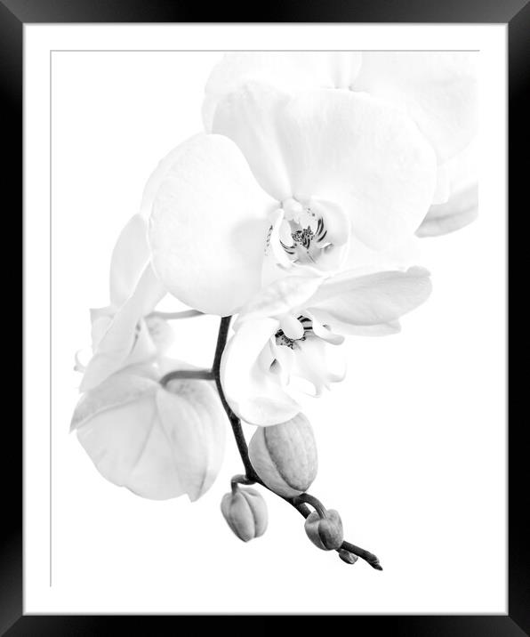 Phalaenopsis moth orchid black and white Framed Mounted Print by Delphimages Art