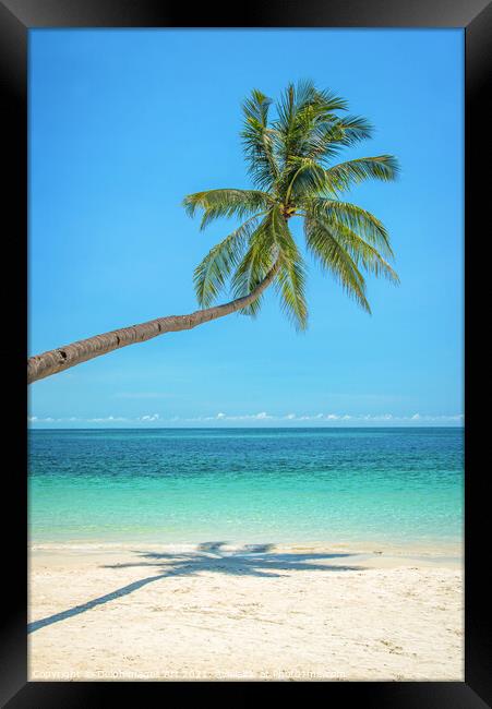 Leaning palm tree over a tropical beach Framed Print by Delphimages Art