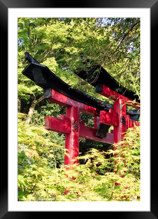 Japanese torii gates at Fushimi Inari Kyoto, Japan Framed Mounted Print by Delphimages Art