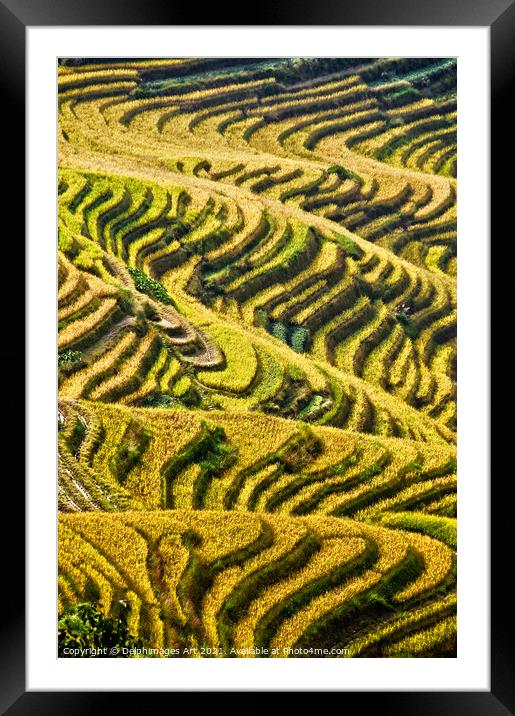  Longji rice terraces near Guilin, Guanxi China Framed Mounted Print by Delphimages Art
