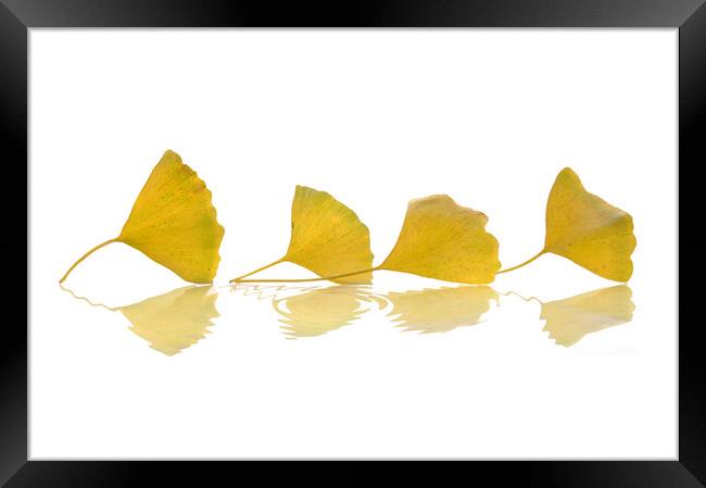 Four gingko leaves in autumn on white background Framed Print by Delphimages Art