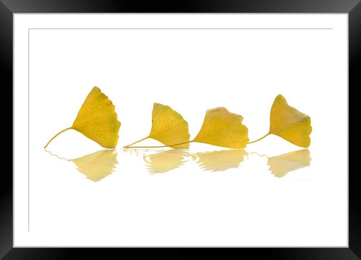 Four gingko leaves in autumn on white background Framed Mounted Print by Delphimages Art