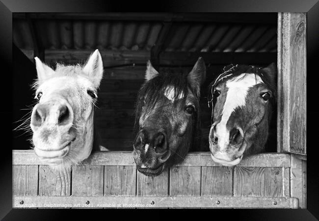 Three funny horses in their stables, fun animals Framed Print by Delphimages Art
