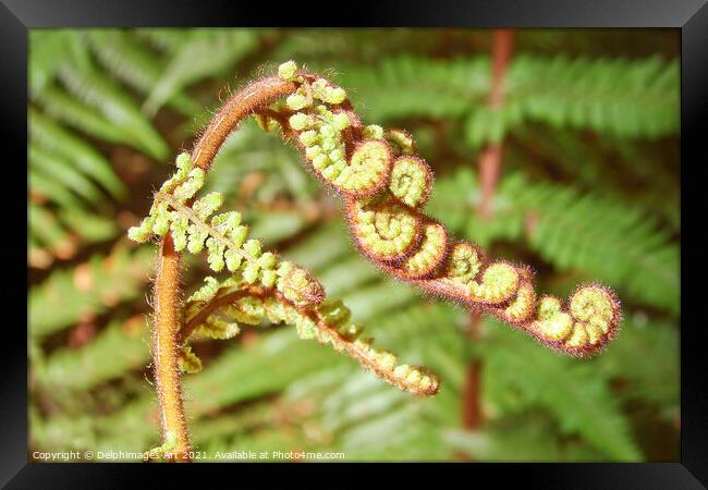 Fern close up  in New Zealand Framed Print by Delphimages Art