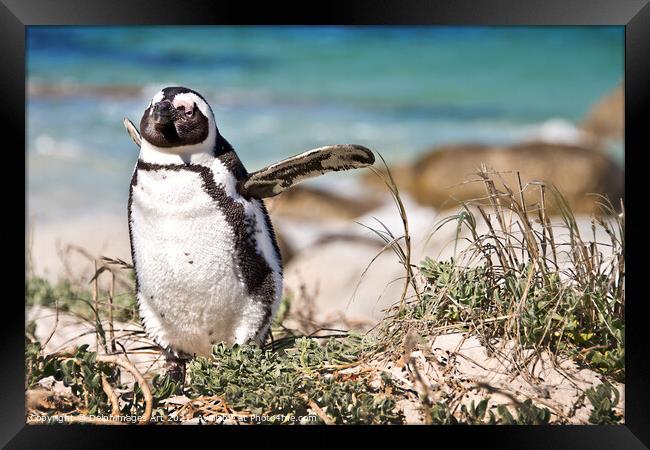 Happy penguin. Portrait of an african penguin Framed Print by Delphimages Art