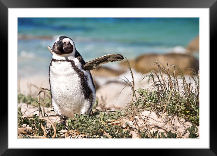 Happy penguin. Portrait of an african penguin Framed Mounted Print by Delphimages Art