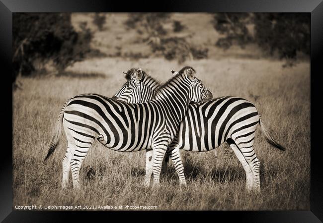 Zebras love. Two zebras Kruger Park South Africa Framed Print by Delphimages Art