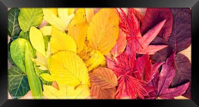 Autumn leaves rainbow colorful foliage still life Framed Print by Delphimages Art