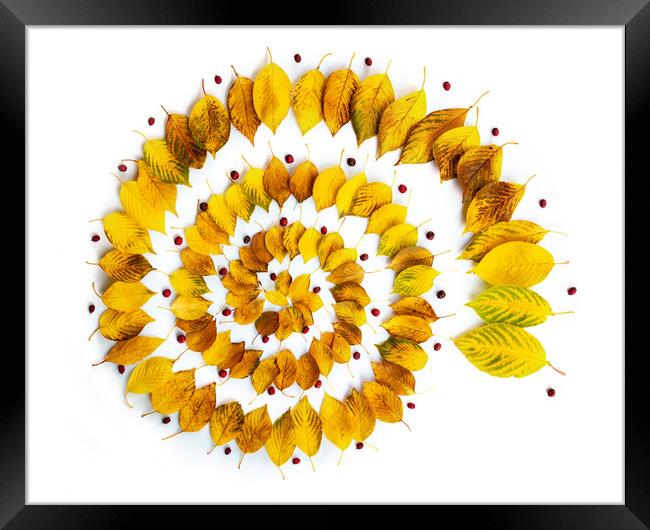 Autumnal leaves spiral abstract installation Framed Print by Delphimages Art