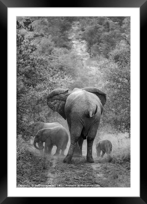 Family of elephants, mother and her cubs Framed Mounted Print by Delphimages Art