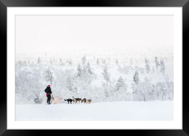 Husky safari, dog sledding in winter Framed Mounted Print by Delphimages Art