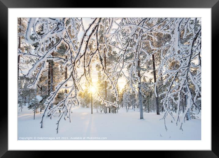 Lapland winter landscape. Sun and frozen trees Framed Mounted Print by Delphimages Art