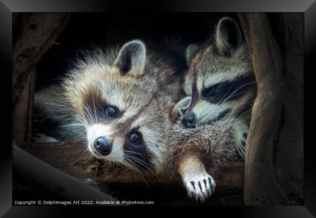 Raccoons. Cute animal babies Framed Print by Delphimages Art