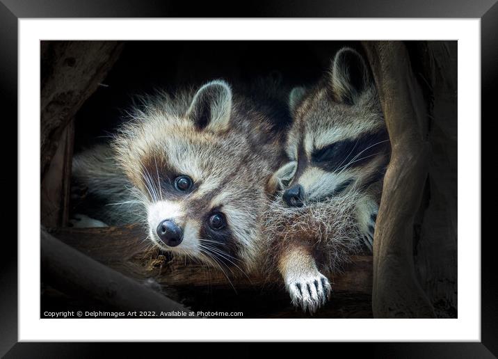 Raccoons. Cute animal babies Framed Mounted Print by Delphimages Art