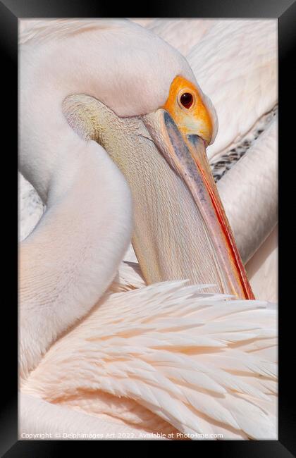 Pelican in Saint James park, London Framed Print by Delphimages Art