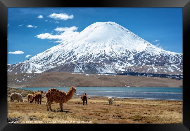 Alpacas and volcano, Chile landscape Framed Print by Delphimages Art