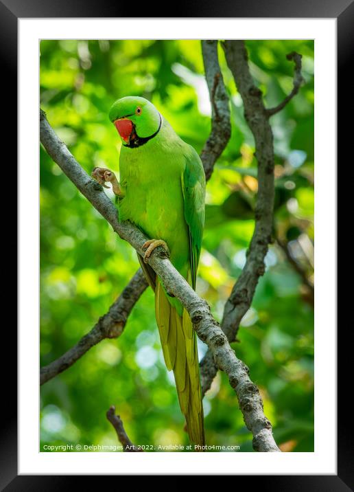 Wild parakeet in St James park, London Framed Mounted Print by Delphimages Art