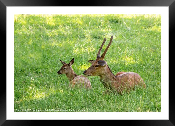 Red deer and fawn portrait, Scotland Framed Mounted Print by Delphimages Art